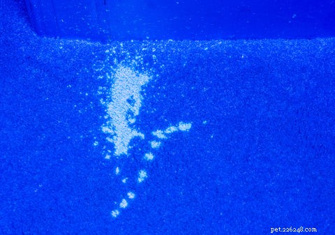 How to Get Cat Pee Out of Carpet: Proven, Quick Cleaning Guide