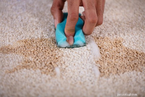 How to Get Cat Pee Out of Carpet: Proven, Quick Cleaning Guide