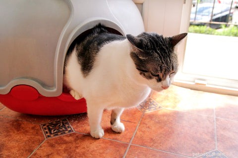 How to Get Cat Pee Out of Carpet: Proven, Quick Cleaning Guide