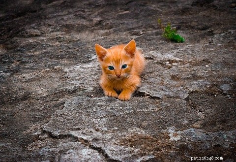 Optimal Age to Spay or Neuter Your Cat: A Guide for New Pet Parents