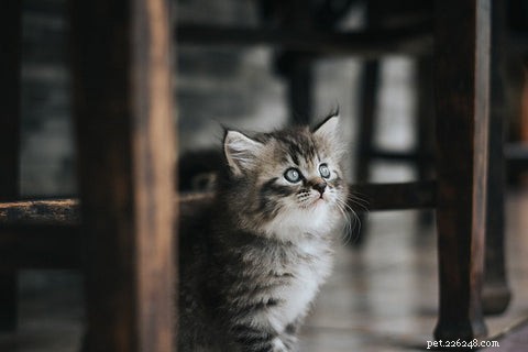 Optimal Age to Spay or Neuter Your Cat: A Guide for New Pet Parents