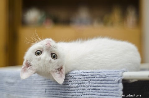 Optimal Age to Spay or Neuter Your Cat: A Guide for New Pet Parents