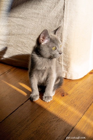 Optimal Age to Spay or Neuter Your Cat: A Guide for New Pet Parents