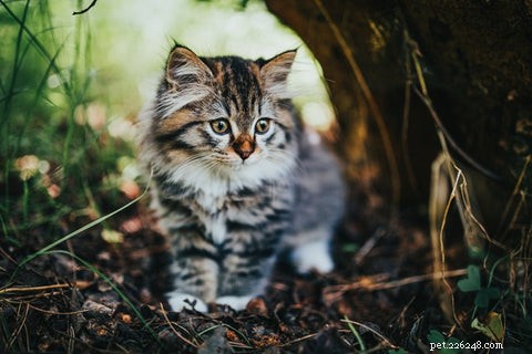 Optimal Age to Spay or Neuter Your Cat: A Guide for New Pet Parents
