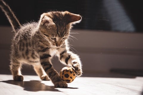 Optimal Age to Spay or Neuter Your Cat: A Guide for New Pet Parents