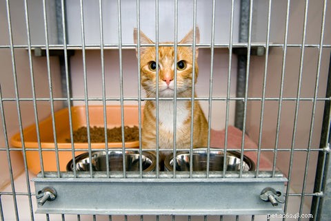 Optimal Age to Spay or Neuter Your Cat: A Guide for New Pet Parents