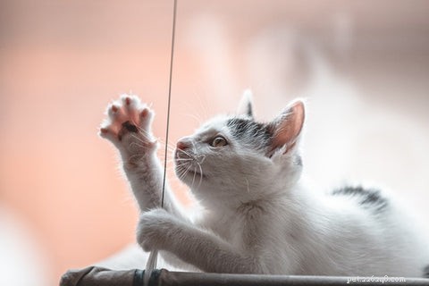 Optimal Age to Spay or Neuter Your Cat: A Guide for New Pet Parents