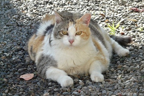Optimal Age to Spay or Neuter Your Cat: A Guide for New Pet Parents