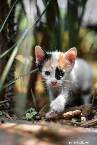 Optimal Age to Spay or Neuter Your Cat: A Guide for New Pet Parents