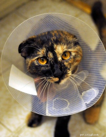 Optimal Age to Spay or Neuter Your Cat: A Guide for New Pet Parents