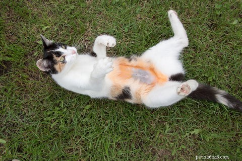 Optimal Age to Spay or Neuter Your Cat: A Guide for New Pet Parents