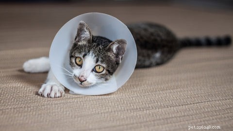 Optimal Age to Spay or Neuter Your Cat: A Guide for New Pet Parents