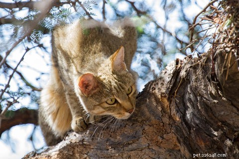 Discover the Unique Manx Cat: Tail Variations & Island Heritage