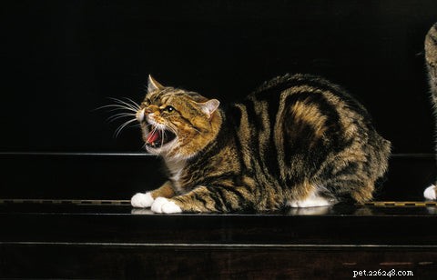 Discover the Unique Manx Cat: Tail Variations & Island Heritage