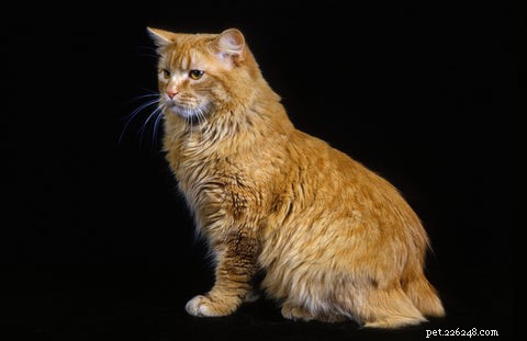 Discover the Unique Manx Cat: Tail Variations & Island Heritage