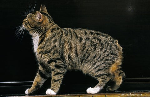 Discover the Unique Manx Cat: Tail Variations & Island Heritage