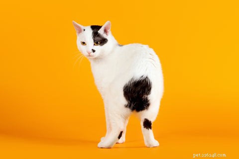 Discover the Unique Manx Cat: Tail Variations & Island Heritage