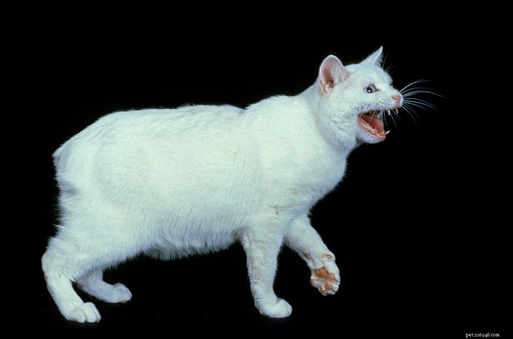 Discover the Unique Manx Cat: Tail Variations & Island Heritage
