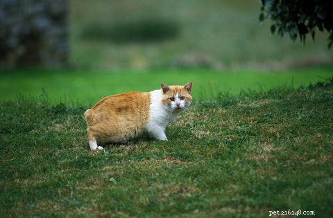 Discover the Unique Manx Cat: Tail Variations & Island Heritage