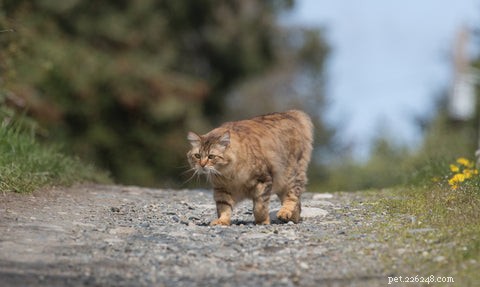 Discover the Unique Manx Cat: Tail Variations & Island Heritage