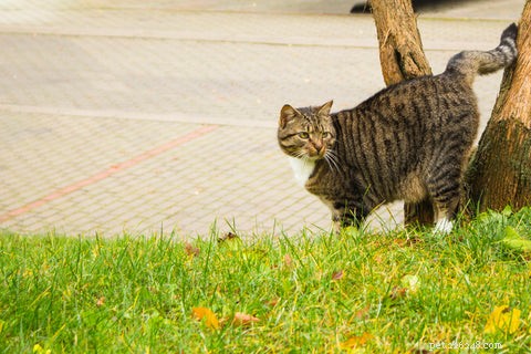 Understanding Why Cats Spray: Causes & Solutions