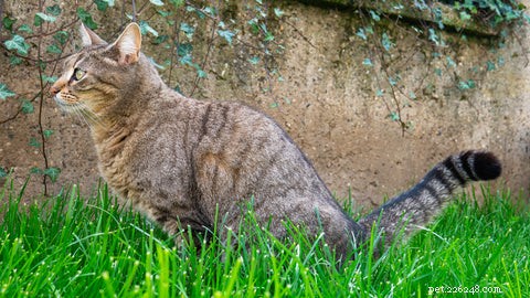 Understanding Why Cats Spray: Causes & Solutions