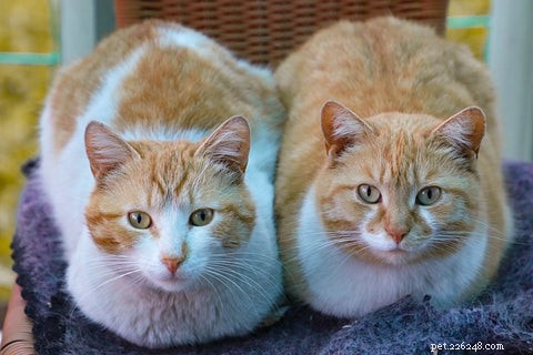 Understanding Why Cats Spray: Causes & Solutions