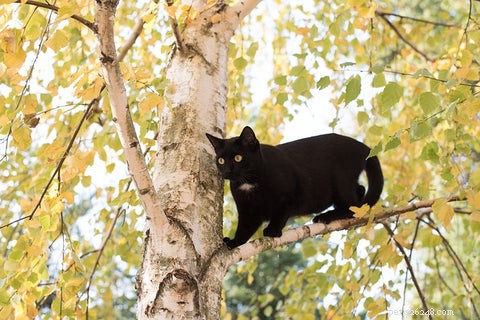 Understanding Why Cats Spray: Causes & Solutions