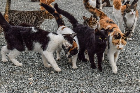 Understanding Why Cats Spray: Causes & Solutions