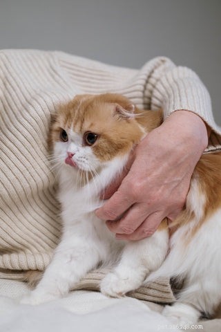 Understanding Why Cats Spray: Causes & Solutions