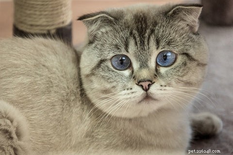 Scottish Fold Cats: History, Appeal, and Ethical Concerns