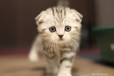 Scottish Fold Cats: History, Appeal, and Ethical Concerns