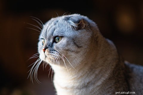 Scottish Fold Cats: History, Appeal, and Ethical Concerns