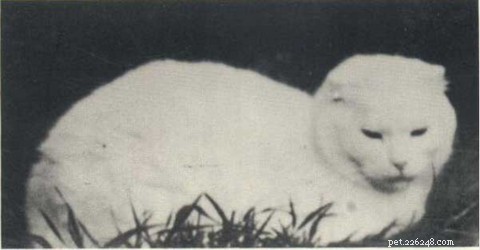 Scottish Fold Cats: History, Appeal, and Ethical Concerns