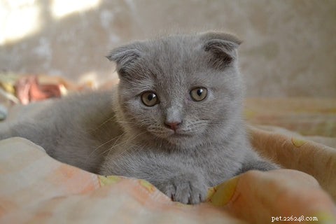 Scottish Fold Cats: History, Appeal, and Ethical Concerns