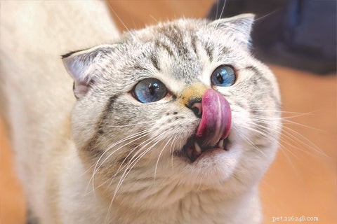 Scottish Fold Cats: History, Appeal, and Ethical Concerns