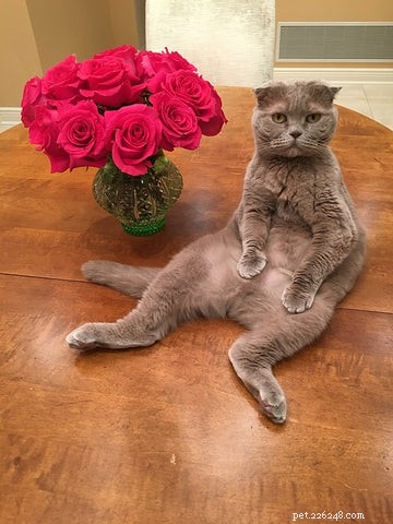 Scottish Fold Cats: History, Appeal, and Ethical Concerns