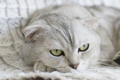 Scottish Fold Cats: History, Appeal, and Ethical Concerns