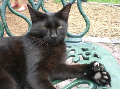 Understanding Polydactyly in Cats: Causes, Prevalence, and Care