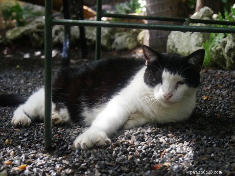 Understanding Polydactyly in Cats: Causes, Prevalence, and Care