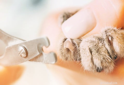Understanding Polydactyly in Cats: Causes, Prevalence, and Care