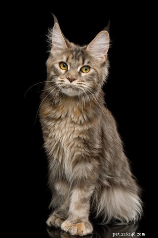 Understanding Polydactyly in Cats: Causes, Prevalence, and Care
