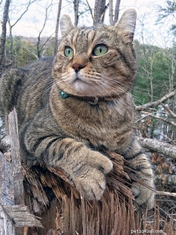 Understanding Polydactyly in Cats: Causes, Prevalence, and Care