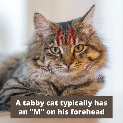 All Cats Are Tabby: Uncovering the Hidden Genetics