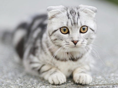 All Cats Are Tabby: Uncovering the Hidden Genetics