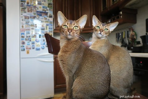 All Cats Are Tabby: Uncovering the Hidden Genetics
