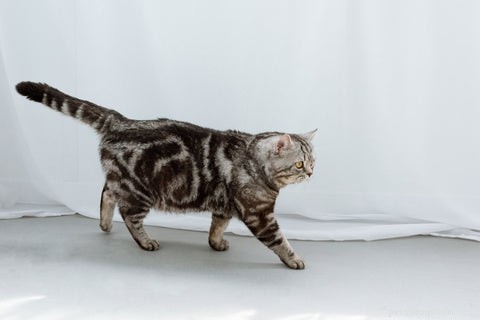All Cats Are Tabby: Uncovering the Hidden Genetics