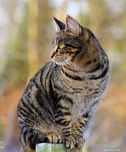 All Cats Are Tabby: Uncovering the Hidden Genetics
