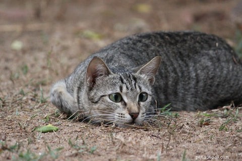 All Cats Are Tabby: Uncovering the Hidden Genetics