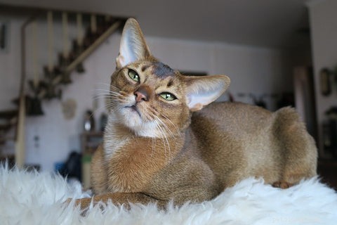 All Cats Are Tabby: Uncovering the Hidden Genetics